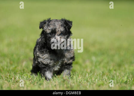 Mudi cucciolo, 6 settimane, seduti in un prato Foto Stock