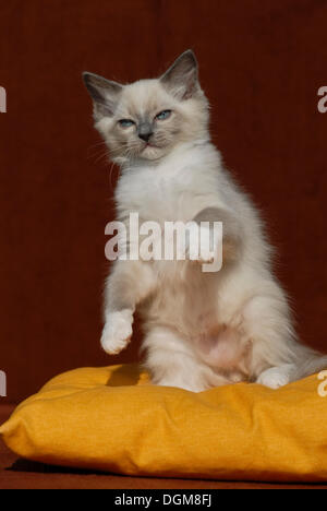 Gatto Ragdoll in piedi sulle zampe posteriori su un cuscino arancione Foto Stock