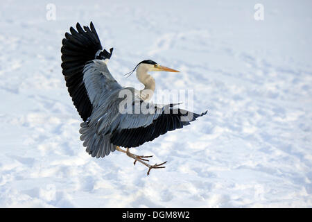 Airone cinerino (Ardea cinerea) volare su un lago ghiacciato Foto Stock