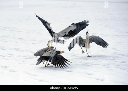 Gli aironi cenerini (Ardea cinerea) combattimenti in inverno Foto Stock