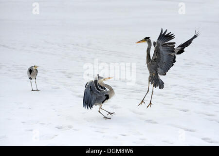 Gli aironi cenerini (Ardea cinerea) combattimenti in inverno Foto Stock