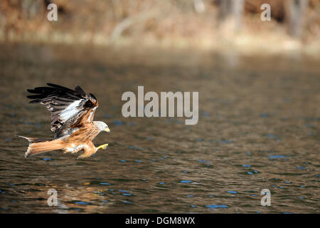 Nibbio reale (Milvus milvus) caccia al di sopra dell'acqua Foto Stock