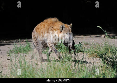 Macchiati o ridere iena (Crocuta crocuta), madre che porta un neonato cub Foto Stock