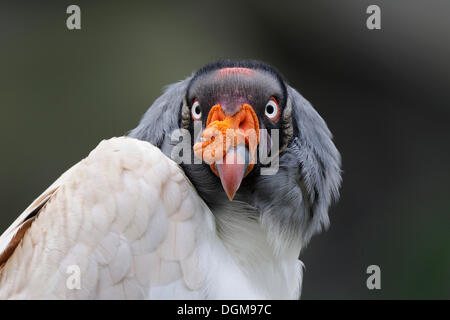 King Vulture (Sarcoramphus papa), ritratto Foto Stock