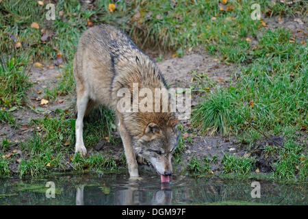 Lupo (Canis lupus), acqua potabile da un laghetto Foto Stock