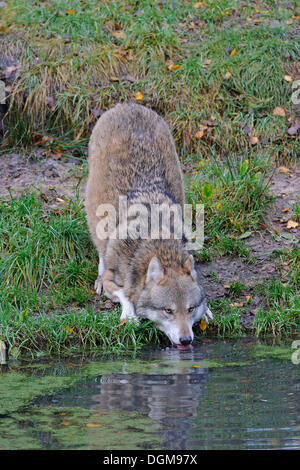 Lupo (Canis lupus) bere da stagno Foto Stock