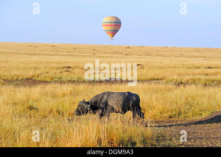 Bufalo africano o bufalo del capo (Syncerus caffer) nelle prime ore del mattino in piedi in erba alta, nella parte anteriore di una mongolfiera Foto Stock