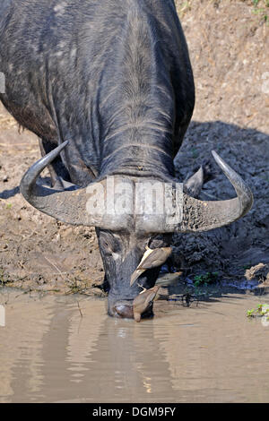 Bufali, African buffalo (Syncerus caffer) bere da un fiume, con un giallo-fatturati oxpecker (Buphagus africanus) Foto Stock