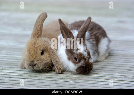 Due giovani conigli domestici (oryctolagus cuniculus forma domestica) Foto Stock