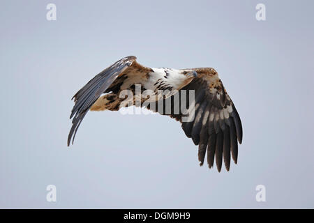 Osprey, Sea Hawk o pesce Eagle (Pandion haliaetus), in volo, il Masai Mara, Kenya, Africa orientale, Africa Foto Stock