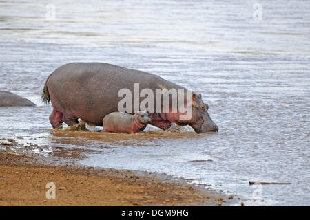 Ippopotamo o Ippona (Hippopotamus amphibius), adulti con giovani neonato sul fiume di Mara, il Masai Mara, Kenya, Africa orientale Foto Stock