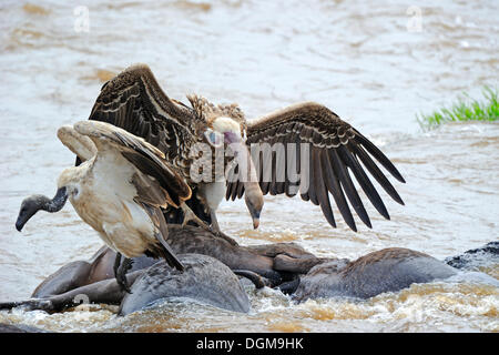La Rueppell Vulture (Gyps rueppellii), alimentazione sulla carcassa del blu o comuni di GNU (Connochaetes taurinus) alla deriva nel Foto Stock