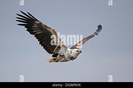 Osprey, Sea Hawk o pesce Eagle (Pandion haliaetus), in volo, il Masai Mara, Kenya, Africa orientale, Africa Foto Stock