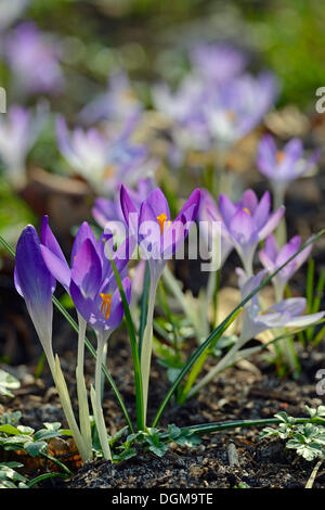 Crochi (Crocus sp.), viola, in un prato, Berlino Foto Stock