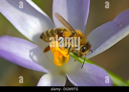 Crocus (Crocus sp.), viola, con un Western miele delle api (Apis mellifera), Berlino Foto Stock