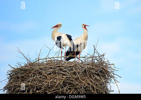 Cicogna bianca (Ciconia ciconia), arroccato sul nido di cicogna, villaggio di Linum, Brandeburgo, PublicGround Foto Stock