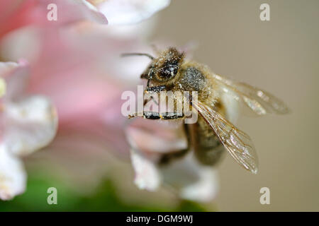 European miele delle api (Apis mellifera) cerca di nettare di fiori di weigela (Weigela, Weigelia sp.), il Land Brandeburgo Foto Stock