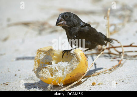 Terra di grandi dimensioni Finch (Geospiza magnirostris), Genovesa Island Isole Galapagos, Sito Patrimonio Mondiale dell'Unesco, Ecuador Foto Stock