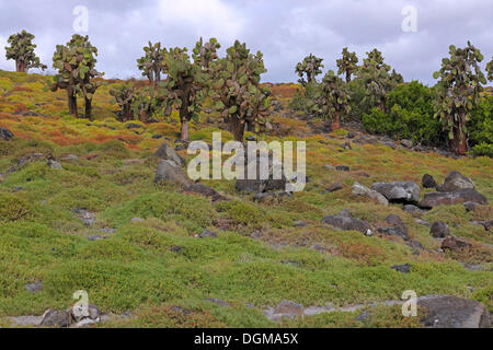 Galápagos fichidindia (Opuntia echios), che si eleva al di sopra di un tappeto di Galápagos litorale Purslane o Sea Purslane (portulacastrum Foto Stock