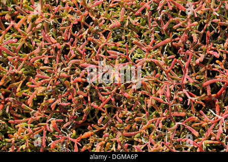 Tappeto di Galapagos Purslane costiera o di mare Purslane (portulacastrum Sesuvium), Isola di Plaza Sur, Isole Galapagos Foto Stock