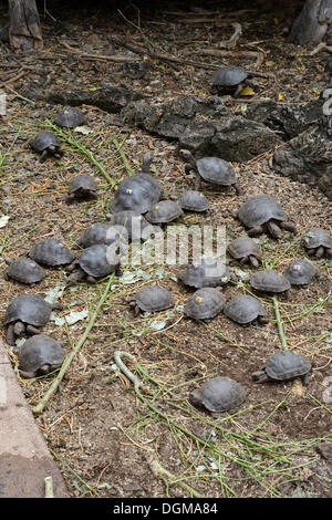 Allevato giovani tartarughe giganti (Geochelone spp.) in penne di diverse sottospecie alla Stazione di Ricerca Charles Darwin Foto Stock