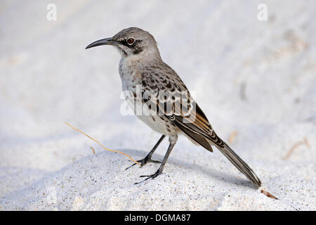 Hood-Mockingbird (Nesomimus parvulus macdonaldi), sottospecie da all'Isola Espanola, Galapagos, Patrimonio Mondiale dell UNESCO Foto Stock