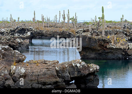 Los Tuneles regione con formazioni di lava e ponti, punta sudoccidentale di Isabela Island, Isole Galapagos, patrimonio mondiale naturale Foto Stock