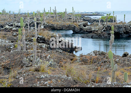 Los Tuneles regione con formazioni di lava e ponti, punta sudoccidentale di Isabela Island, Isole Galapagos, patrimonio mondiale naturale Foto Stock