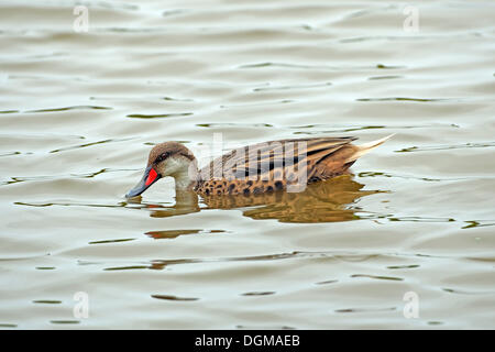 Bianco-cheeked Pintail, Bahama Pintail o Estate anatra (Anas bahamensis galapagensis), Isabela Island, Isole Galapagos, UNESCO Foto Stock