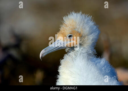 Giovani magnifico Frigatebird (Fregata magnificens), Genovesa Island, Isole Galapagos, Patrimonio Mondiale UNESCO Foto Stock