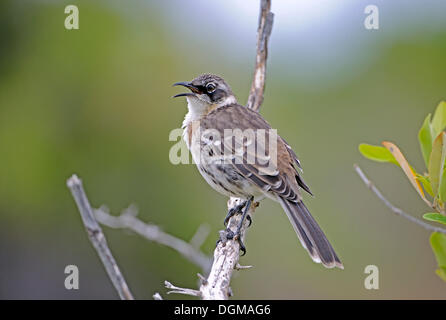 Le Galapagos Mockingbird (Nesomimus parvulus), Isola di Santa Cruz, Isole Galapagos, patrimonio Unesco, Ecuador Foto Stock