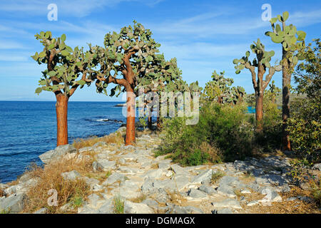 Galápagos ficodindia (Opuntia echios), l'isola di Santa Fe, Isla Santa Fe, Galapagos, Sito Patrimonio Mondiale dell'UNESCO, Ecuador Foto Stock