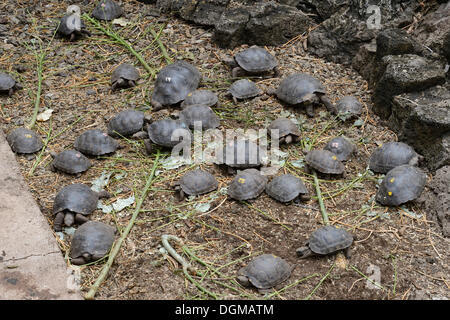 Allevato giovani tartarughe giganti (Geochelone spp) nella stazione di Darwin, Isola di Santa Cruz, Isole Galapagos, patrimonio mondiale naturale Foto Stock