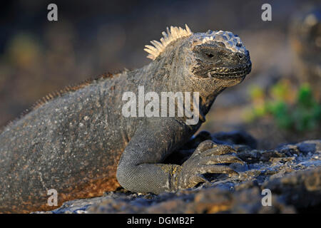 Iguana marina (Amblyrhynchus cristatus), sottospecie di Isabela Island, Puerto Villamil, Isole Galapagos Foto Stock