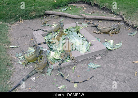 Le iguane verdi (Iguana iguana terrestres) nel Parque Seminario, Parque Bolivar o Parque de las Iguana, Iguana Park, Guayaquil Foto Stock