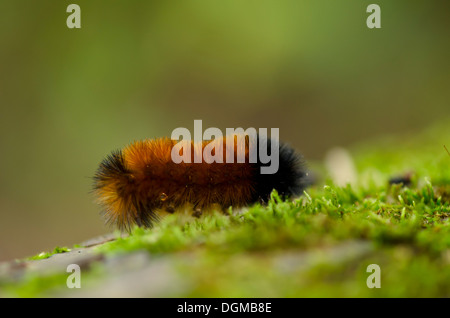 Isabella Tiger Moth caterpillar (Pyrrharctia isabella) nella foresta. Stati Uniti Foto Stock