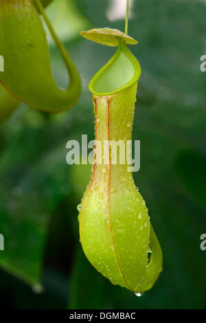 Winged pianta brocca (Nepenthes alata), trappola per insetti, Filippine, Asia Foto Stock