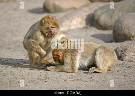 Barberia macachi (Macaca sylvanus), durante la reciproca delousing, Nord Africa Foto Stock