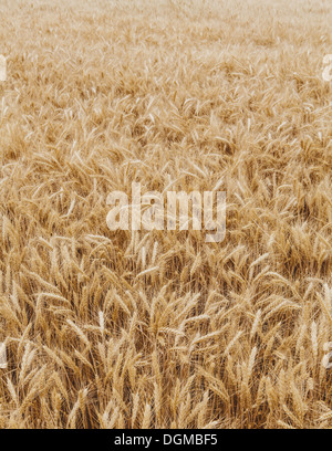 Un campo di grano di maturazione crescente, vicino hotel Pullman in Whitman County. Foto Stock