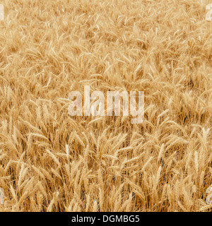 Un campo di grano di maturazione crescente, vicino hotel Pullman in Whitman County. Foto Stock