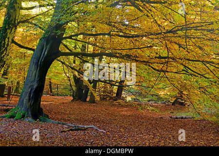 Moody autunnali situazione di luce con elementi di faggio (Fagus), Urwald Sababurg foreste vergini, foresta Sababurg, Hesse, Germania Foto Stock