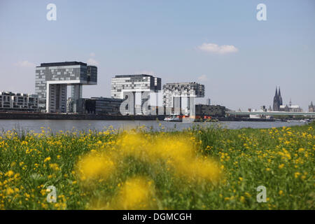 Reno, Rheinauhafen porto dalla Poller Wiesen golene, Colonia, nella Renania, Nord Reno-Westfalia, Germania Foto Stock