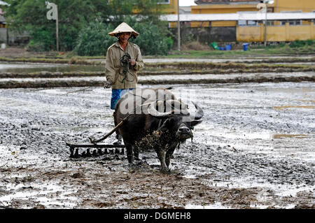 Coltivatore di riso con buoi e aratro in legno, Hoi An, Quang Nam, Vietnam centrale, Vietnam, Asia sud-orientale, Asia Foto Stock