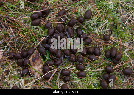 Daini, Daim, sporcizia, pollina, feci, Losung, Kot, Damwild, Dam-Wild, Damhirsch, Dam-Hirsch, Cervus dama, Dama Dama Foto Stock