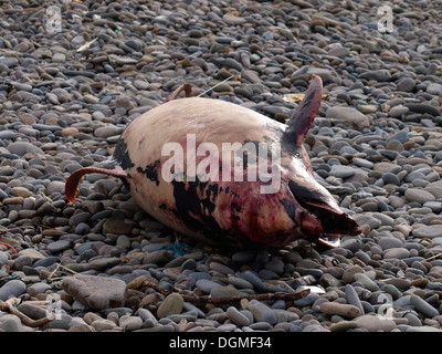 Delfino morto lavato fino a Northcott Mouth Beach, Bude, Cornwall, Regno Unito Foto Stock
