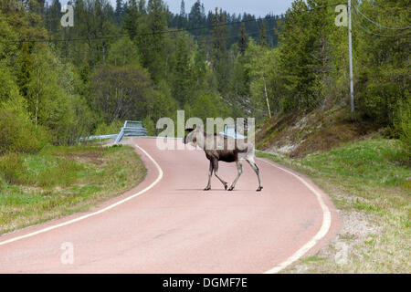 Eurasian Elk (Alces alces alces), attraversare una strada in Jaemtland o Jamtland, Svezia, Scandinavia, Europa Foto Stock