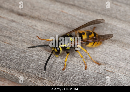 Il tedesco wasp, Europeo wasp, Deutsche Wespe, Vespula germanica, Vespa germanica, Paravespula germanica Foto Stock