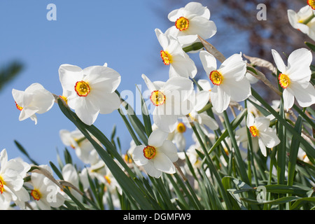 Poeta Daffodil, fagiano occhio narciso, poeta narciso, Dichter-Narzisse, Osterglocke, Weiße Narzisse, Narcissus poeticus Foto Stock