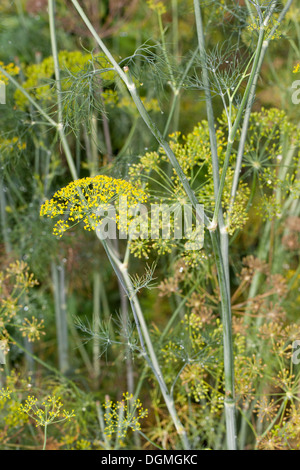 Aneth, aneto, Gurkenkraut, Anethum graveolens, spezie Gewürze, Gewürzpflanze Foto Stock