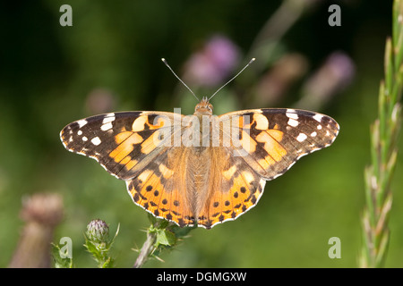 Dipinto di lady, cardo, Distelfalter, Cynthia cardui, Vanessa cardui Foto Stock